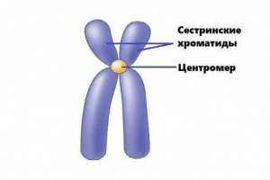 Kromatide za njegu: nesklada kao rezultat mitoze i mejoze